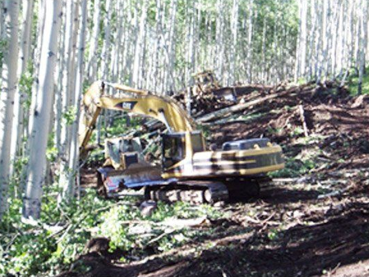 Yellow excavator on a wooded hillside, clearing brush among tall trees.
