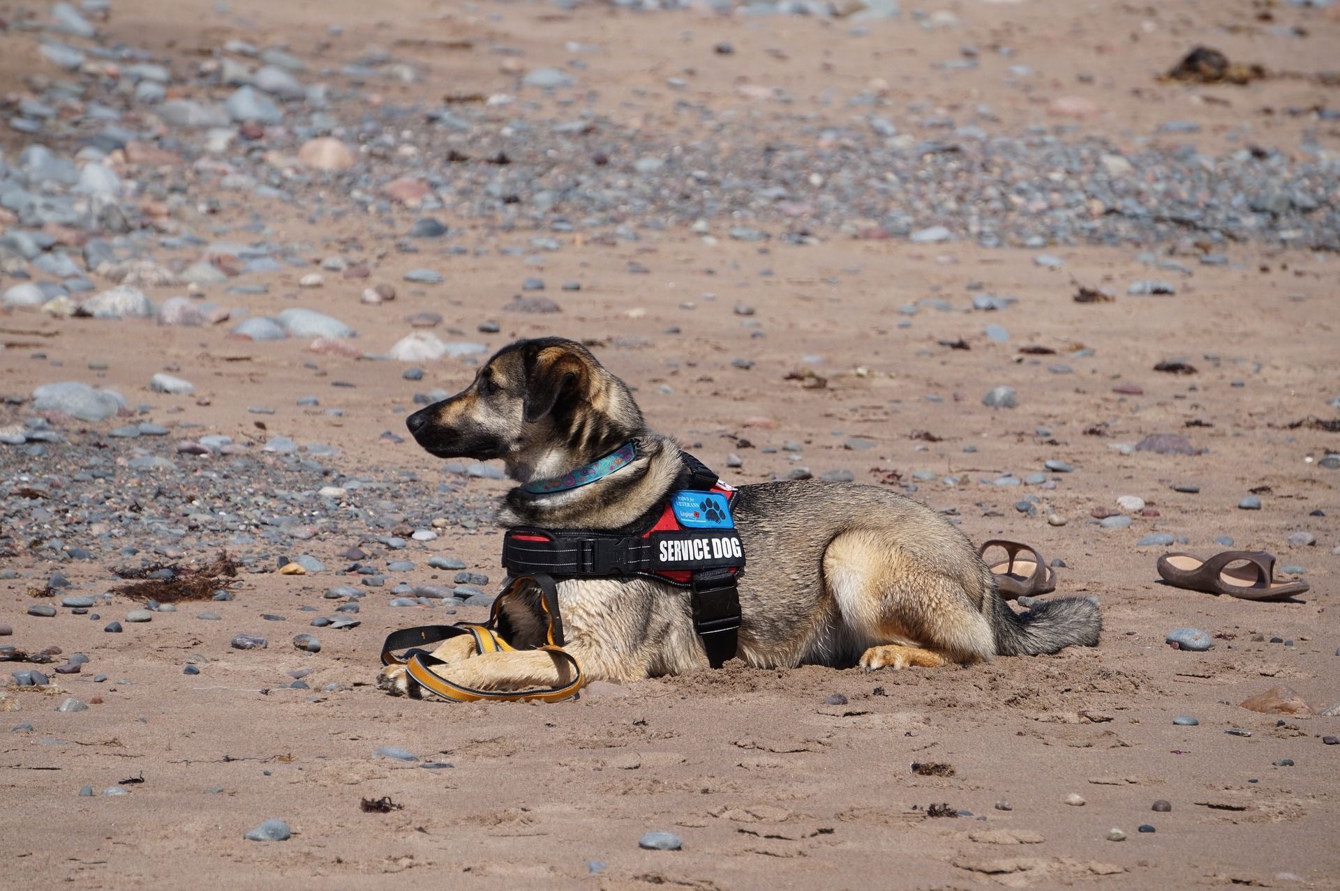 Dog wearing a vest rests on a sandy beach, looking left.
