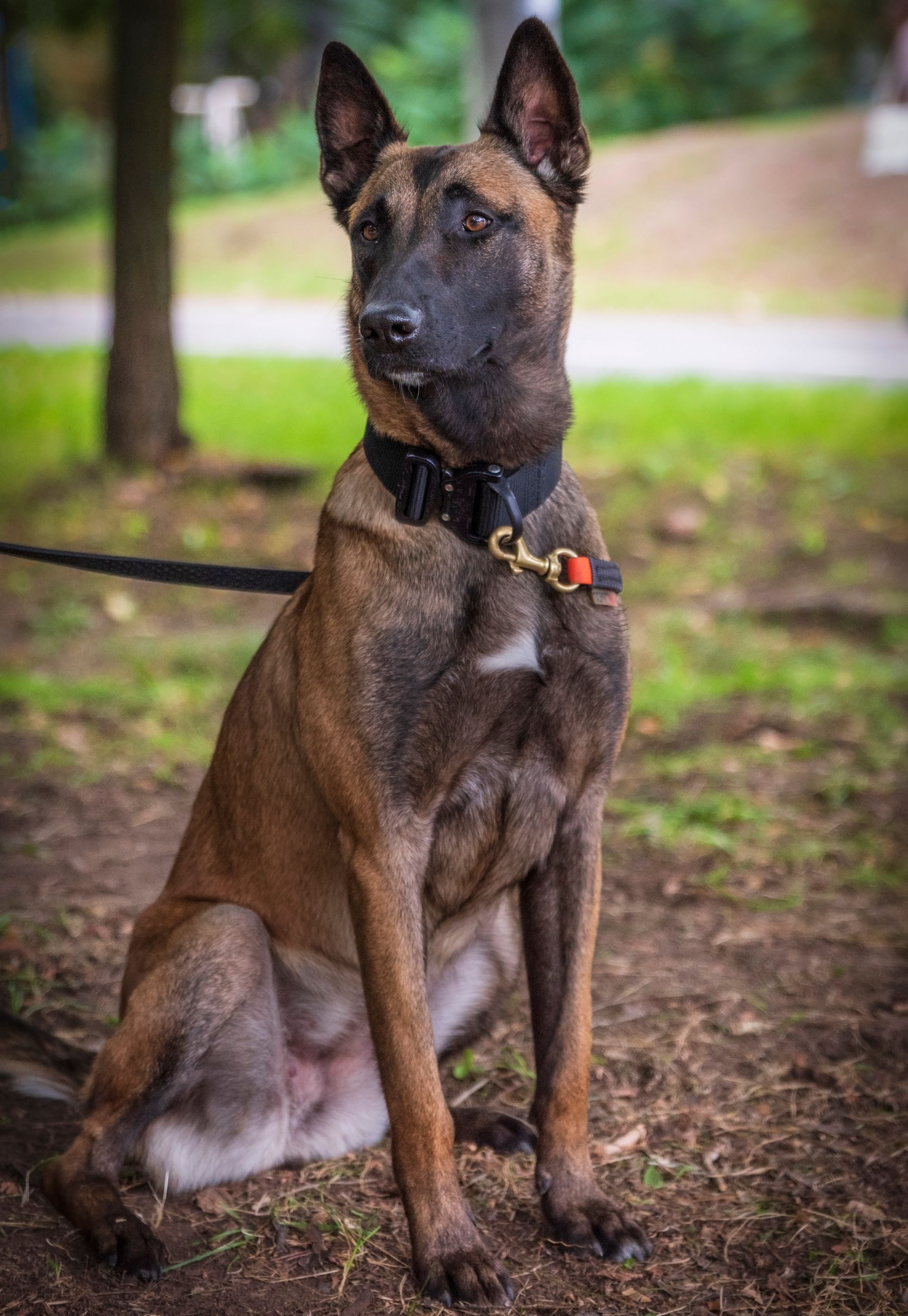 Belgian Malinois dog sitting on ground, wearing a black collar and leash, in a park setting.