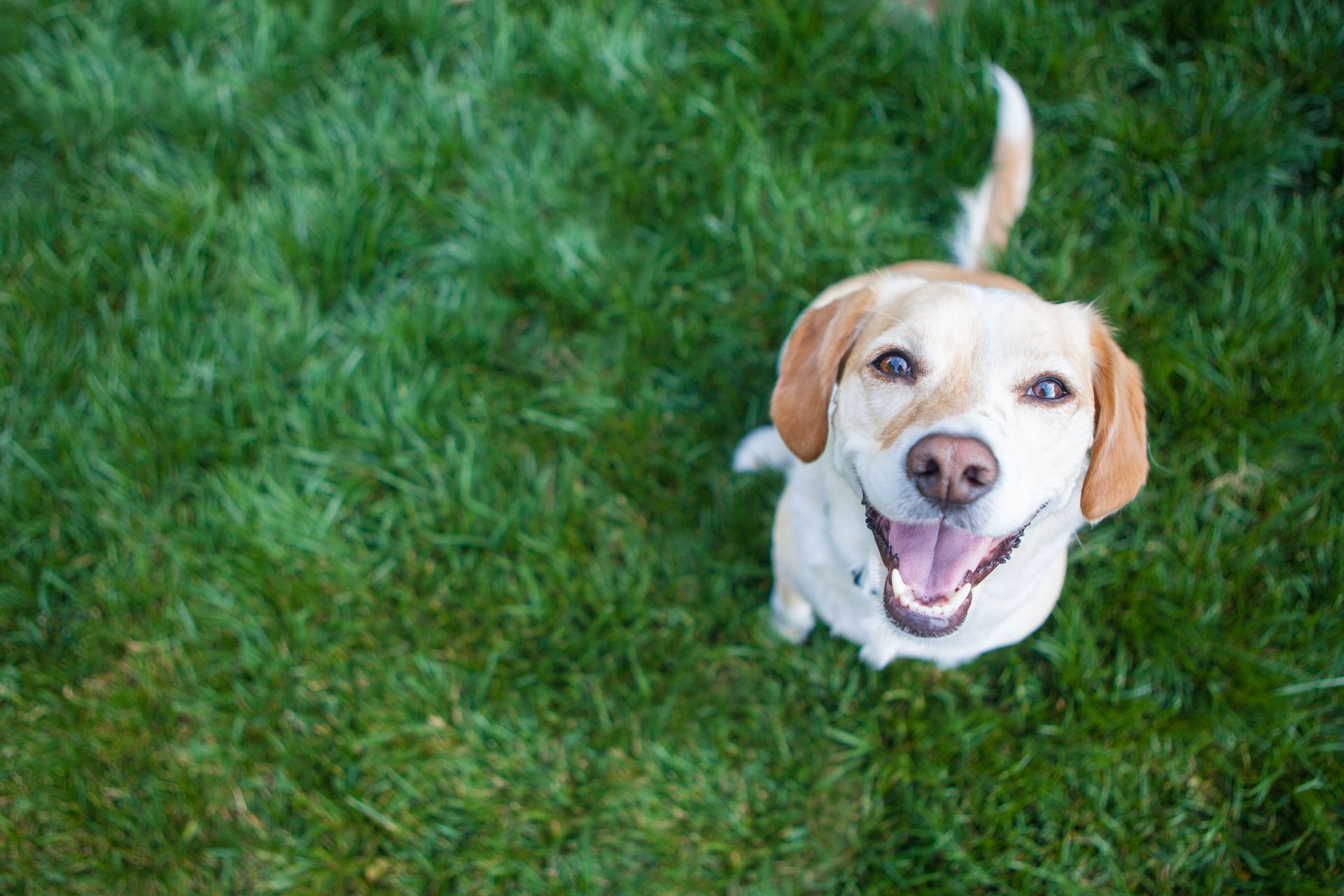 Smiling yellow Labrador dog sits in green grass, looking upward.