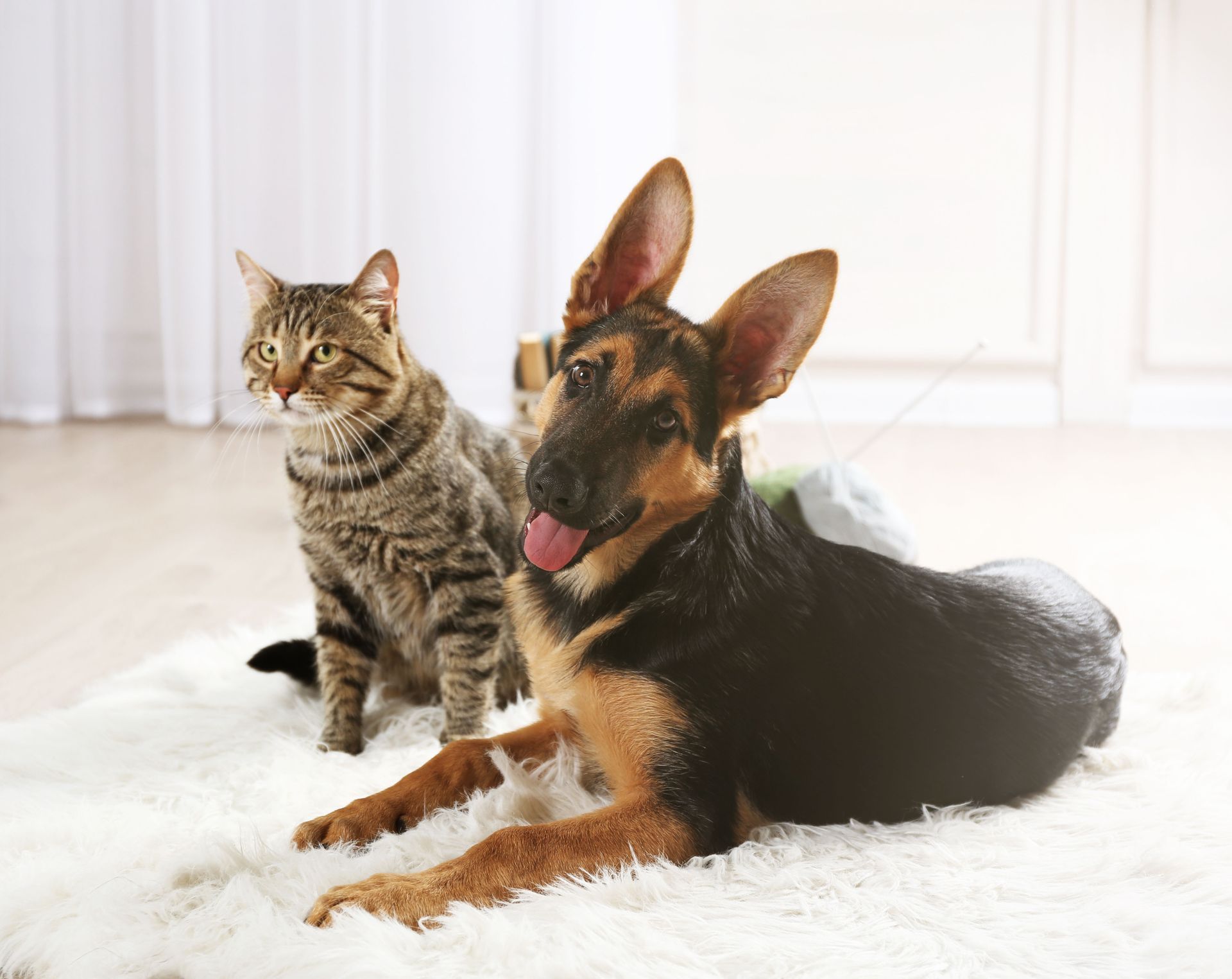 Cat and German Shepherd dog sitting on a fluffy white rug, cat looking left, dog with tongue out.
