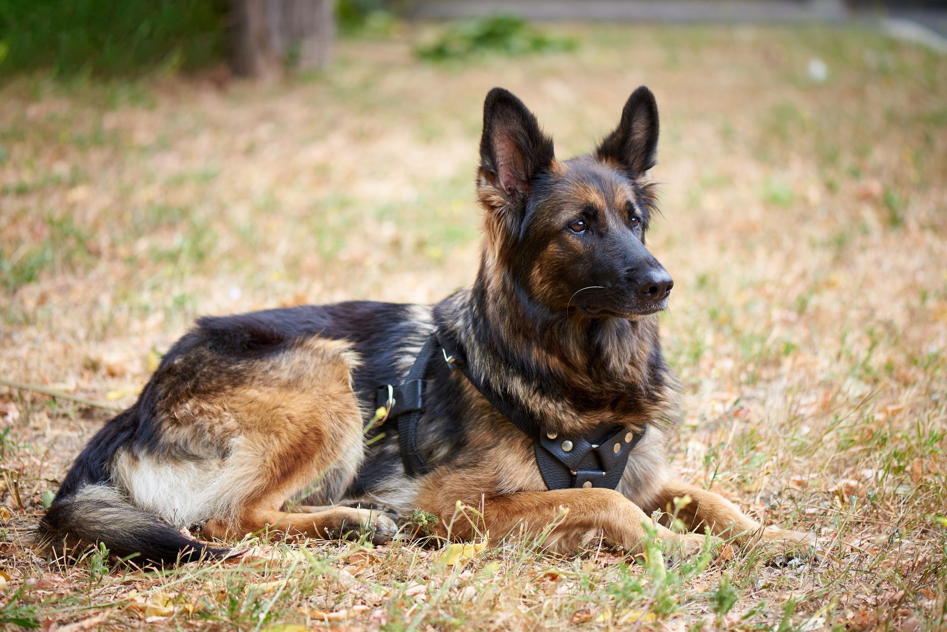 German Shepherd dog wearing a black harness, lying on dry grass, looking alert.