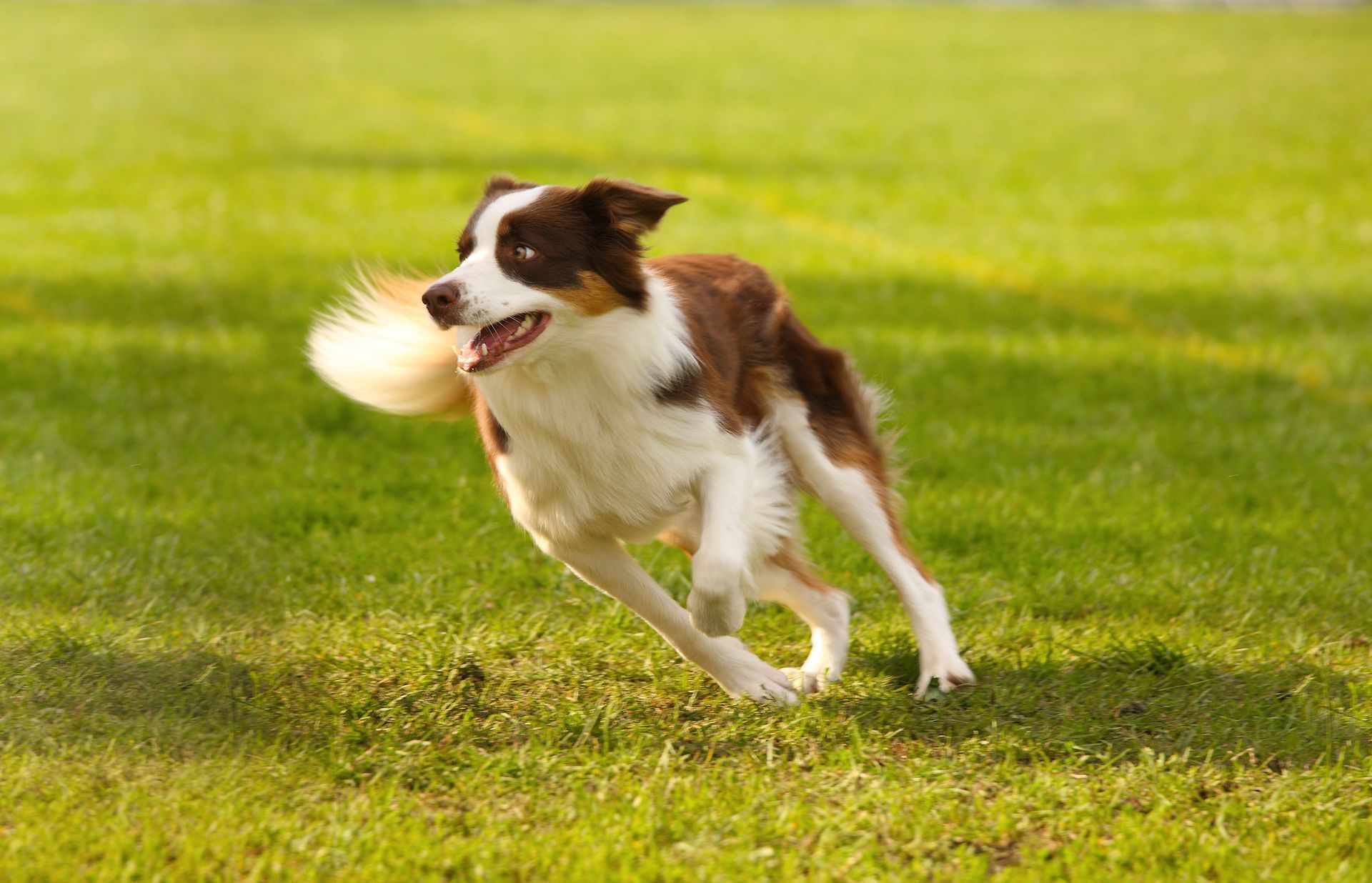 Brown and white dog running happily across a green grassy field, tail wagging.