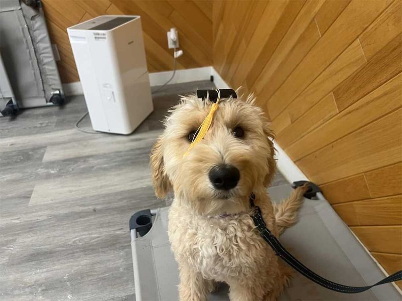 Golden doodle dog on a dog bed with a leash, looking at the camera. A white air purifier is behind it.
