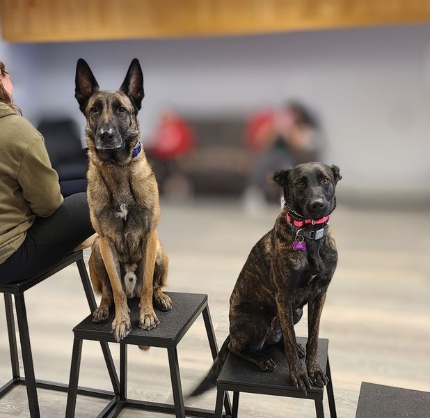 Two dogs sit on stools in a room. One is a tan Belgian Malinois, the other is brindle.