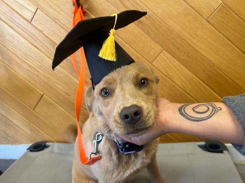 Tan puppy wearing a graduation cap, being held by a hand with a tattoo.