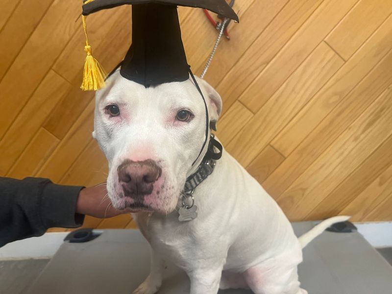 White dog wearing a graduation cap, sitting and looking at the camera.