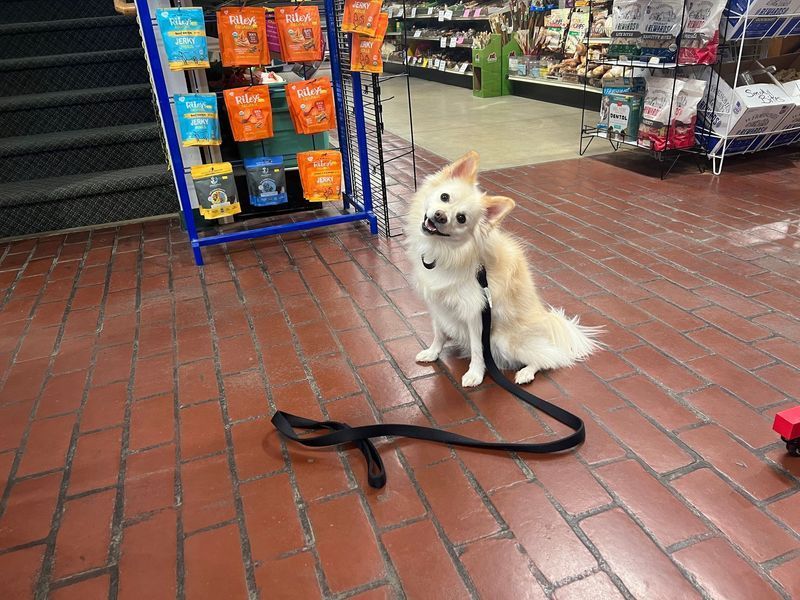 A tan dog sits inside a store with a black leash on a brick floor, looking up with a smile.
