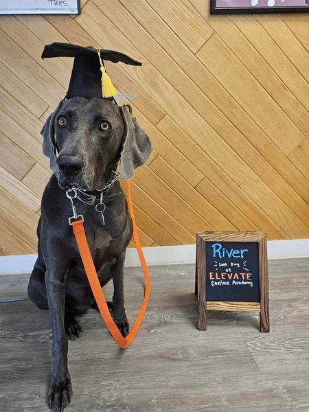 Dog wearing a graduation cap with an orange leash sitting next to a sign that says