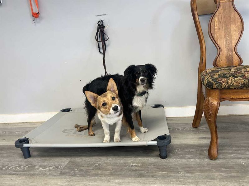 Two dogs, one tan and black, the other black and white, on a gray dog bed indoors near a wooden chair.