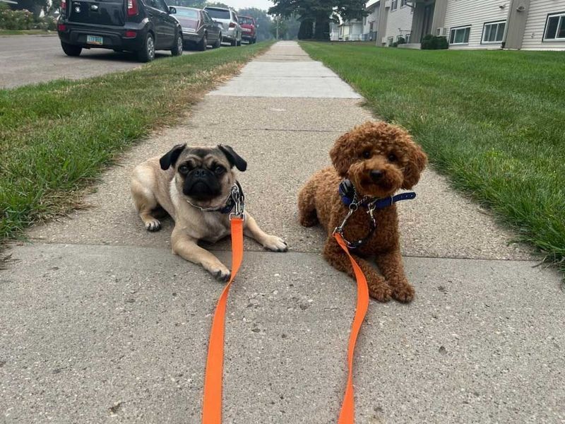 Two dogs on leashes rest on a sidewalk. A tan pug and a brown poodle sit side by side, both looking forward.
