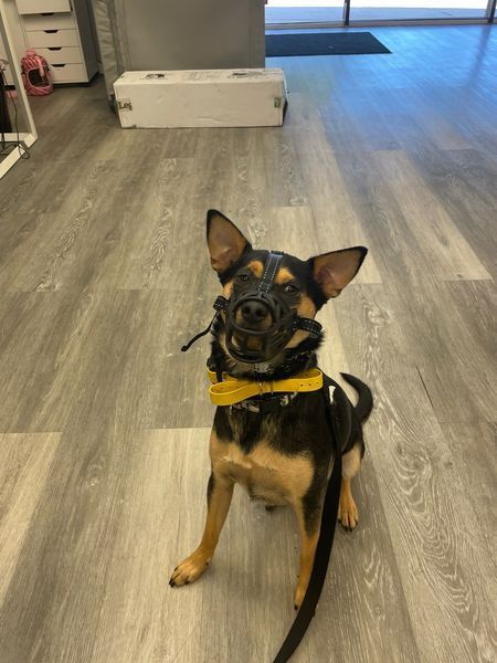 Dog wearing muzzle and yellow collar sitting on wood floor.
