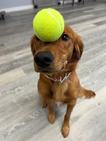 Golden retriever with a tennis ball balanced on its head.