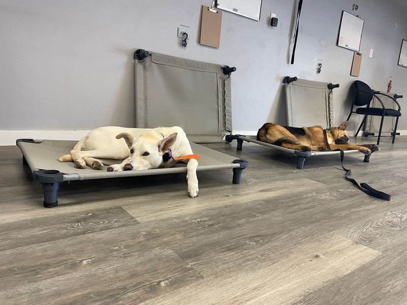 Two dogs resting on elevated beds in a room. One white, one brown. Gray walls, wood-look floor.