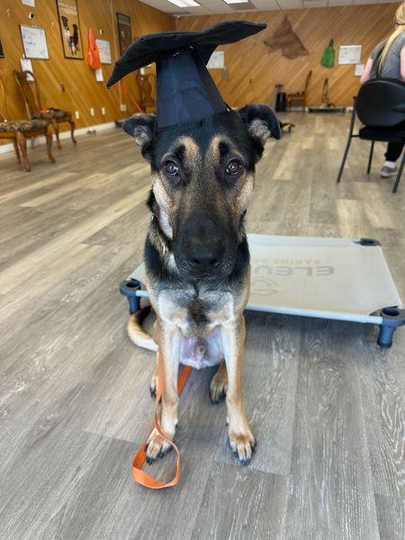 Dog wearing a graduation cap, sitting indoors. Dog is tan, black. Orange leash. Light wood paneled walls.