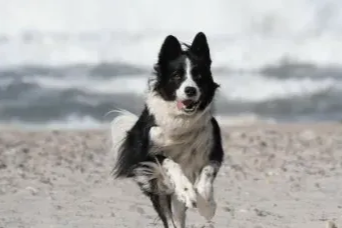 Border Collie running on beach