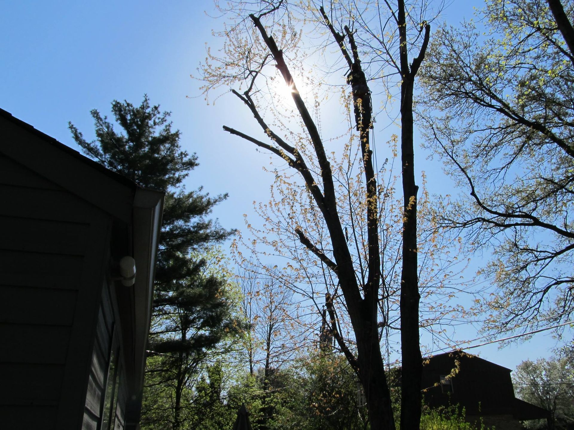 tree trimming services