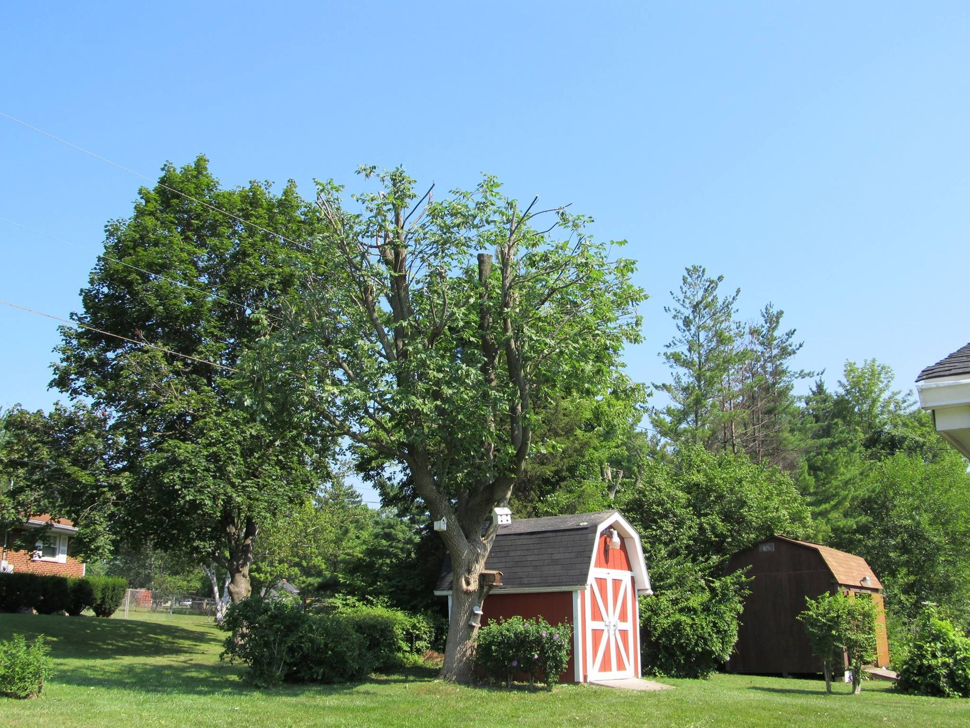 tree trimming services