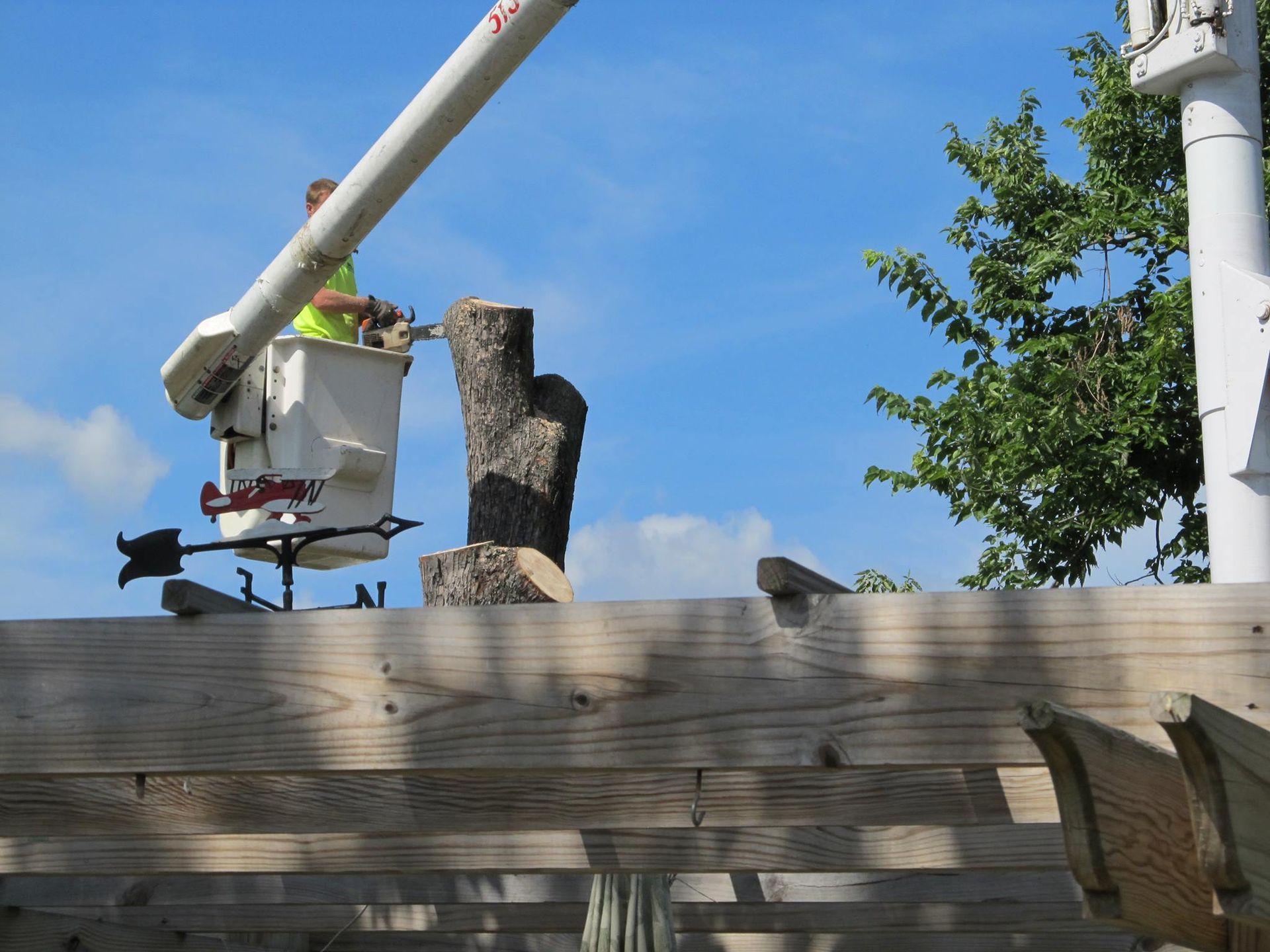 tree removal services