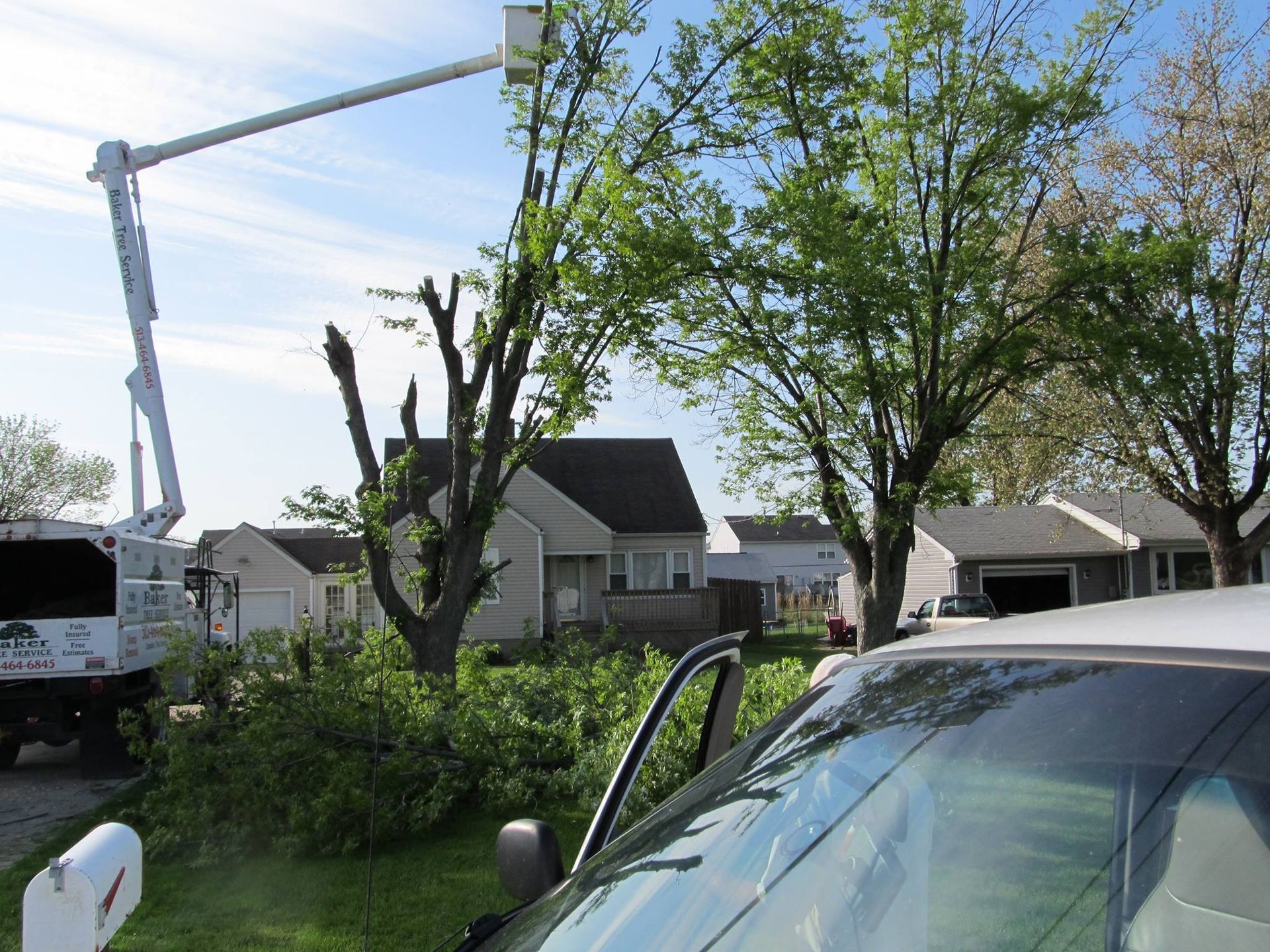 tree trimming services