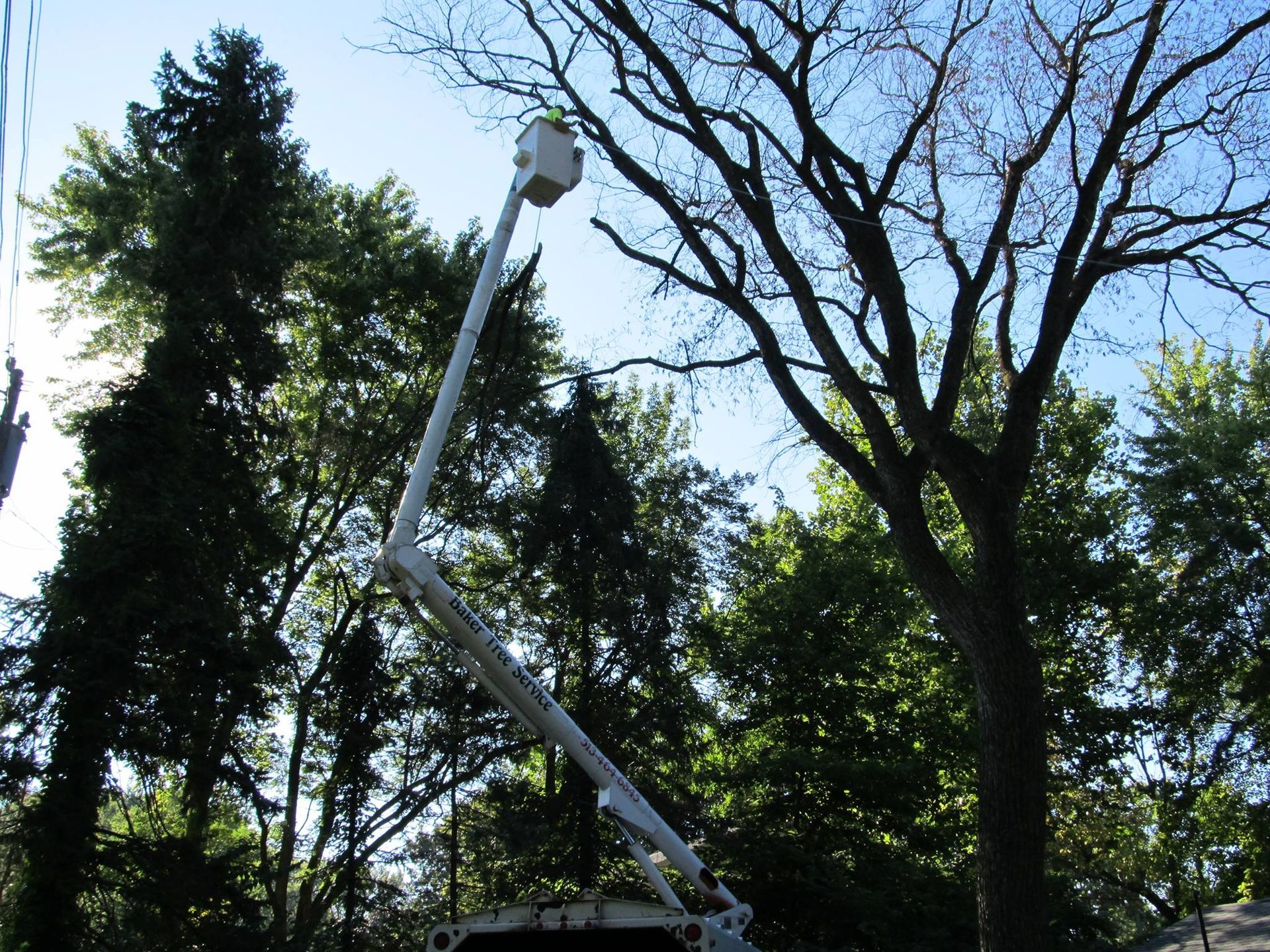 tree trimming services