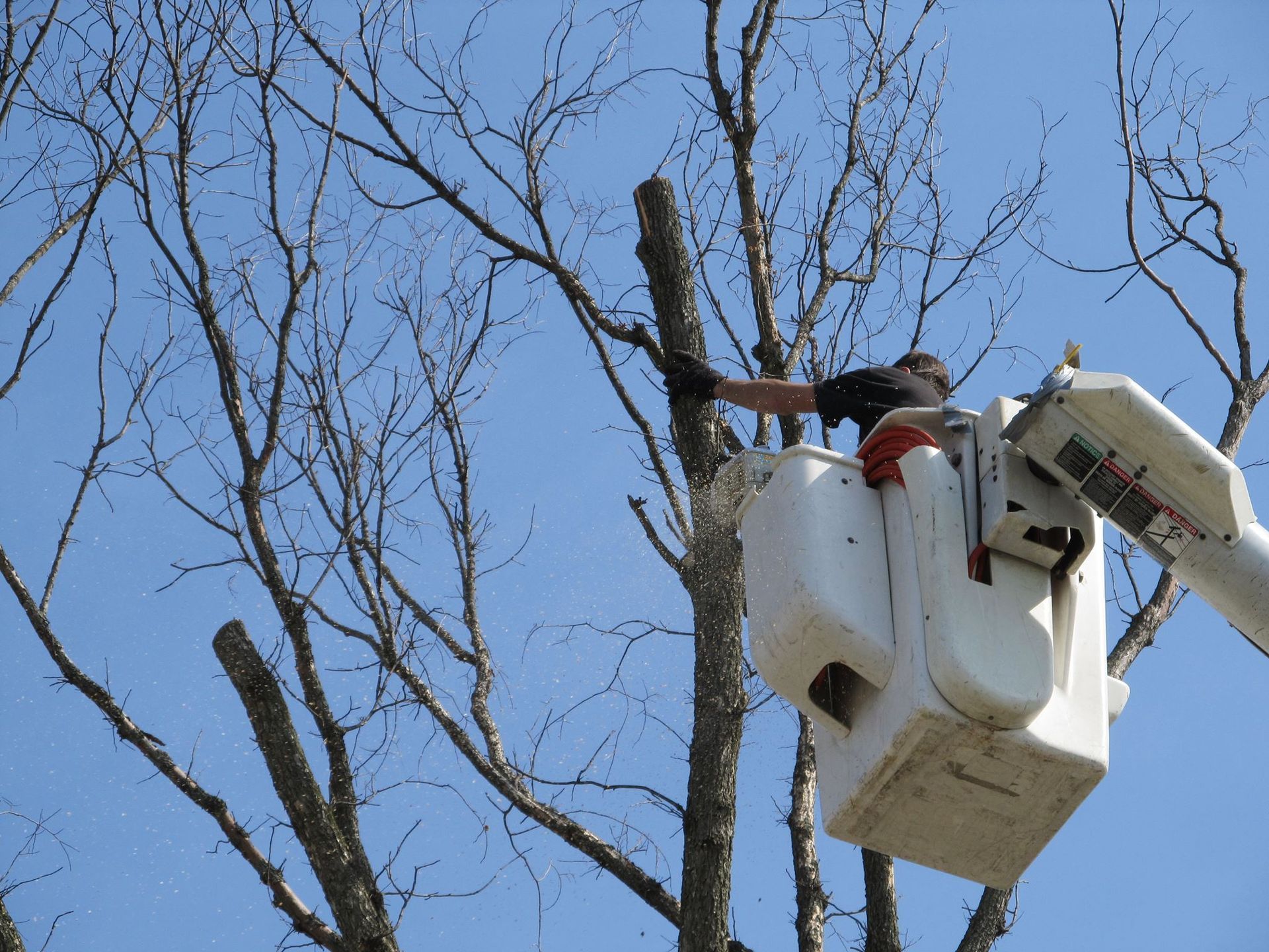tree removal services
