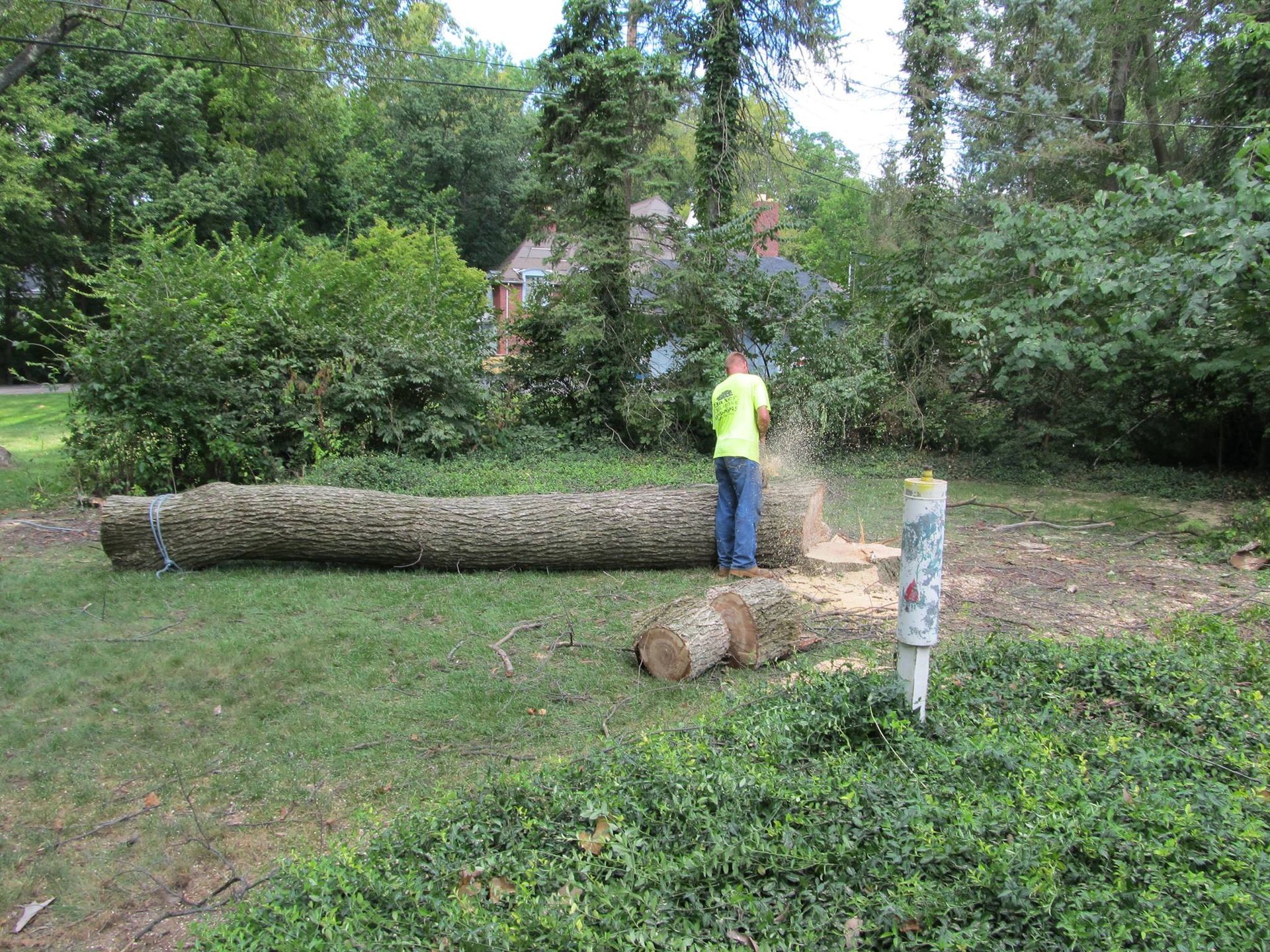 tree removal services