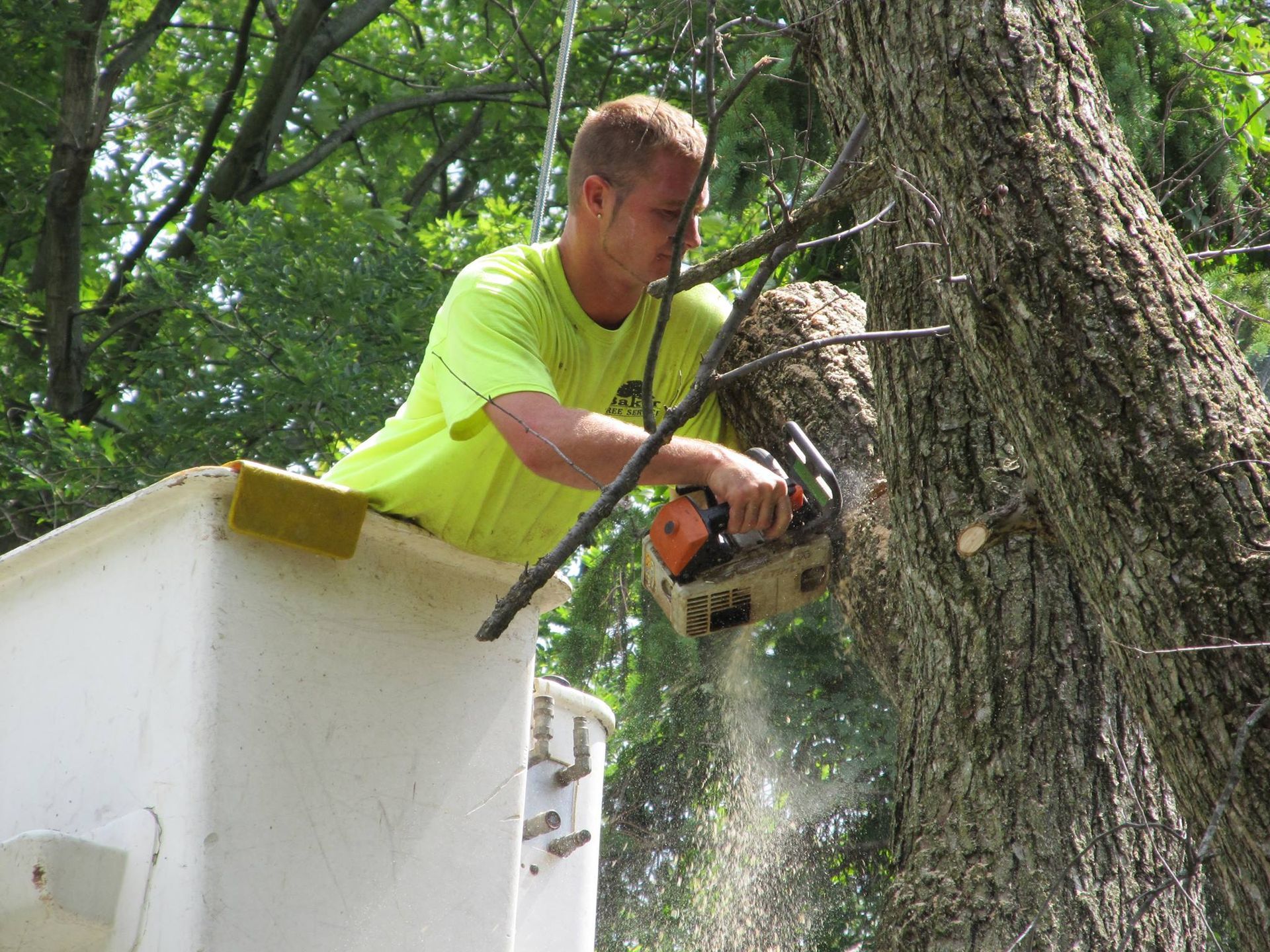 tree trimming services