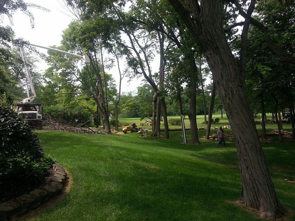 tree removal services