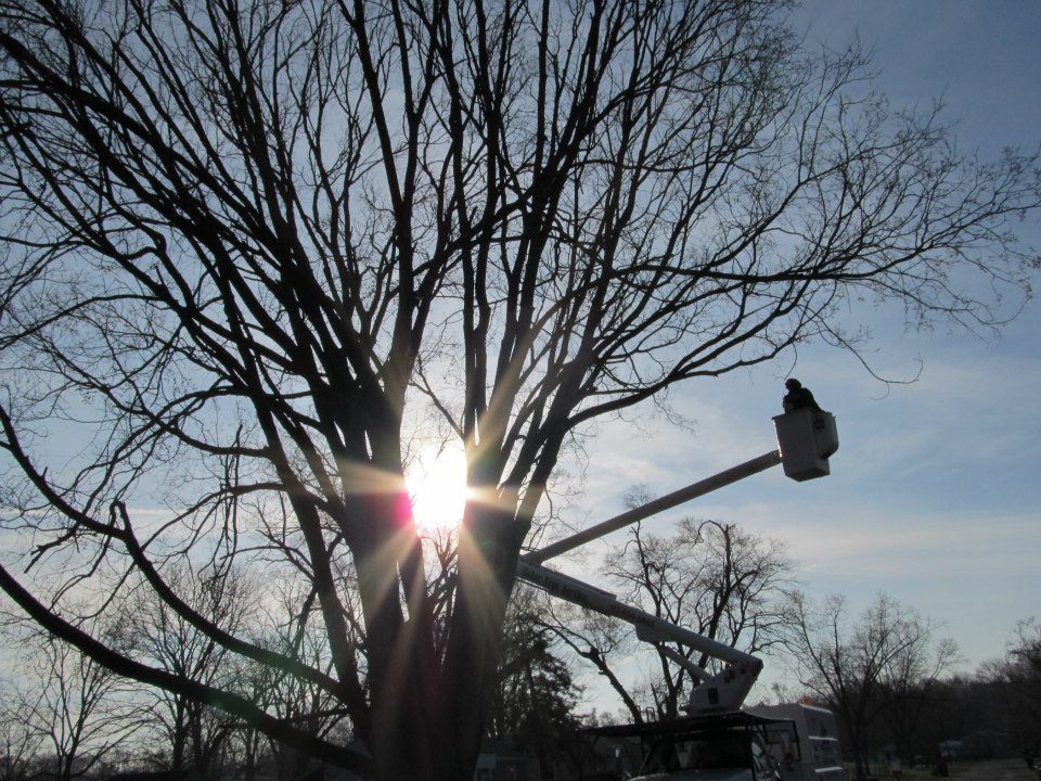 tree trimming services