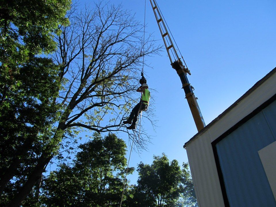 tree trimming services