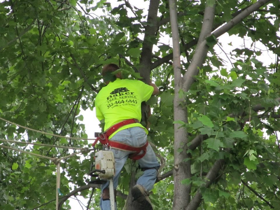 tree trimming services