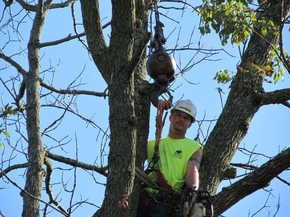 tree trimming services