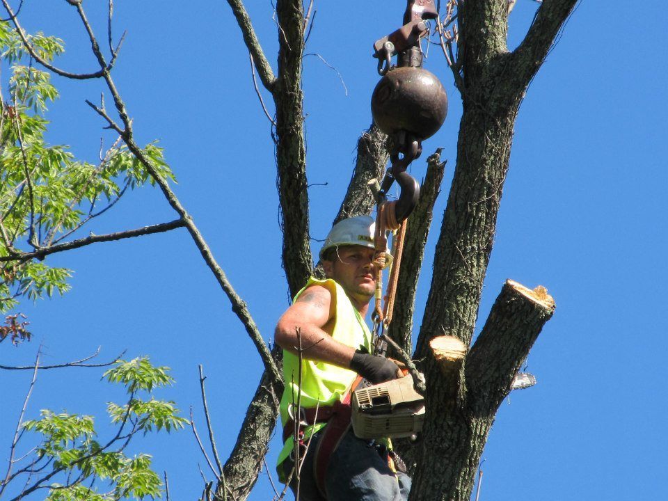 tree trimming services