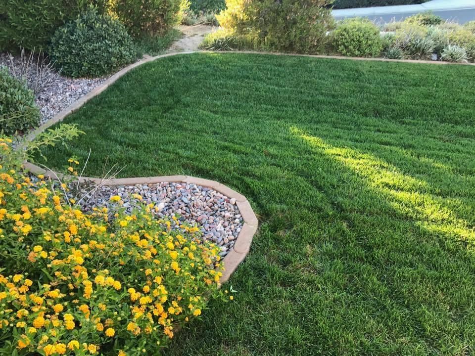 a lush green lawn with yellow flowers in the foreground and a path in the background