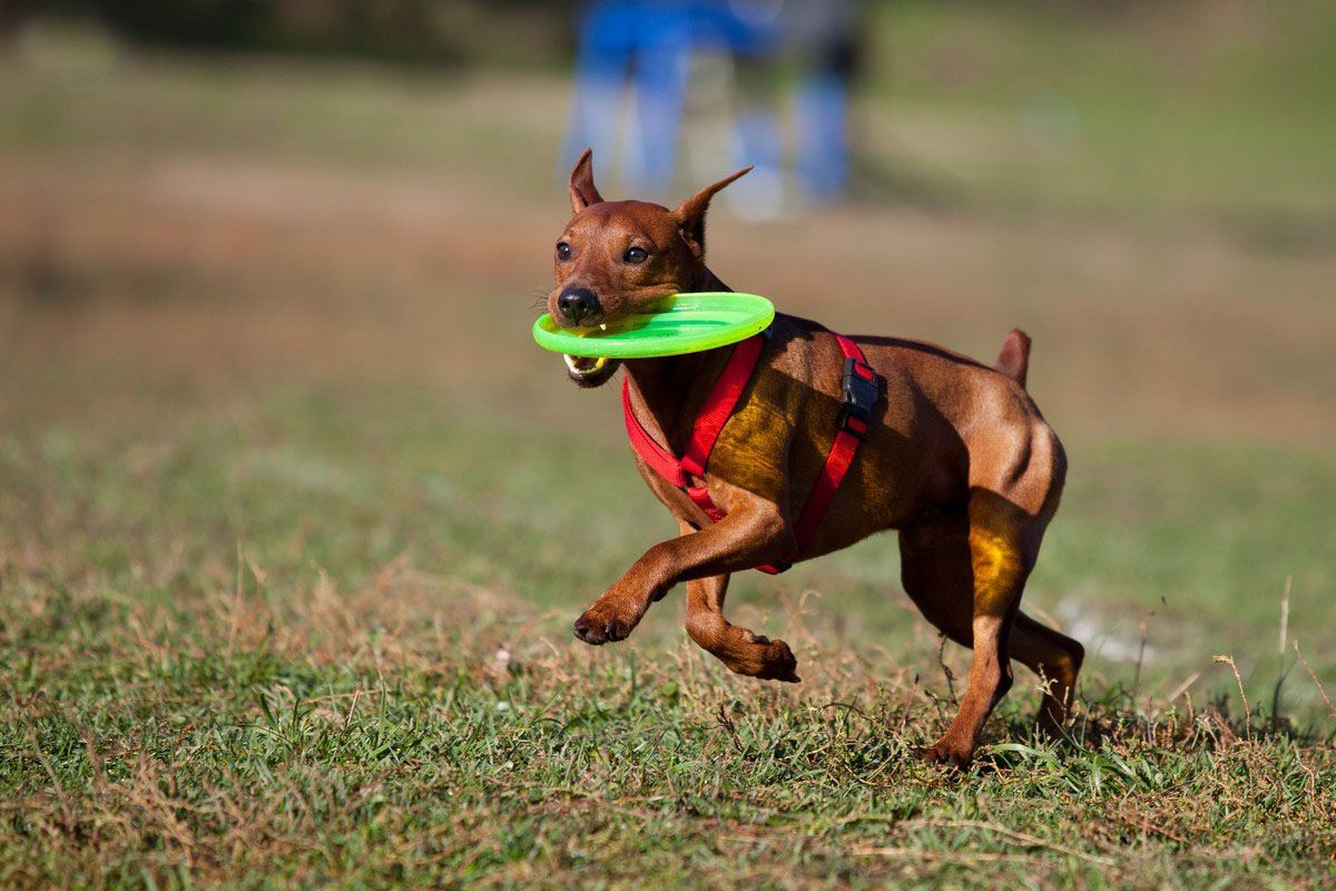Crystal Clear Canine Academy