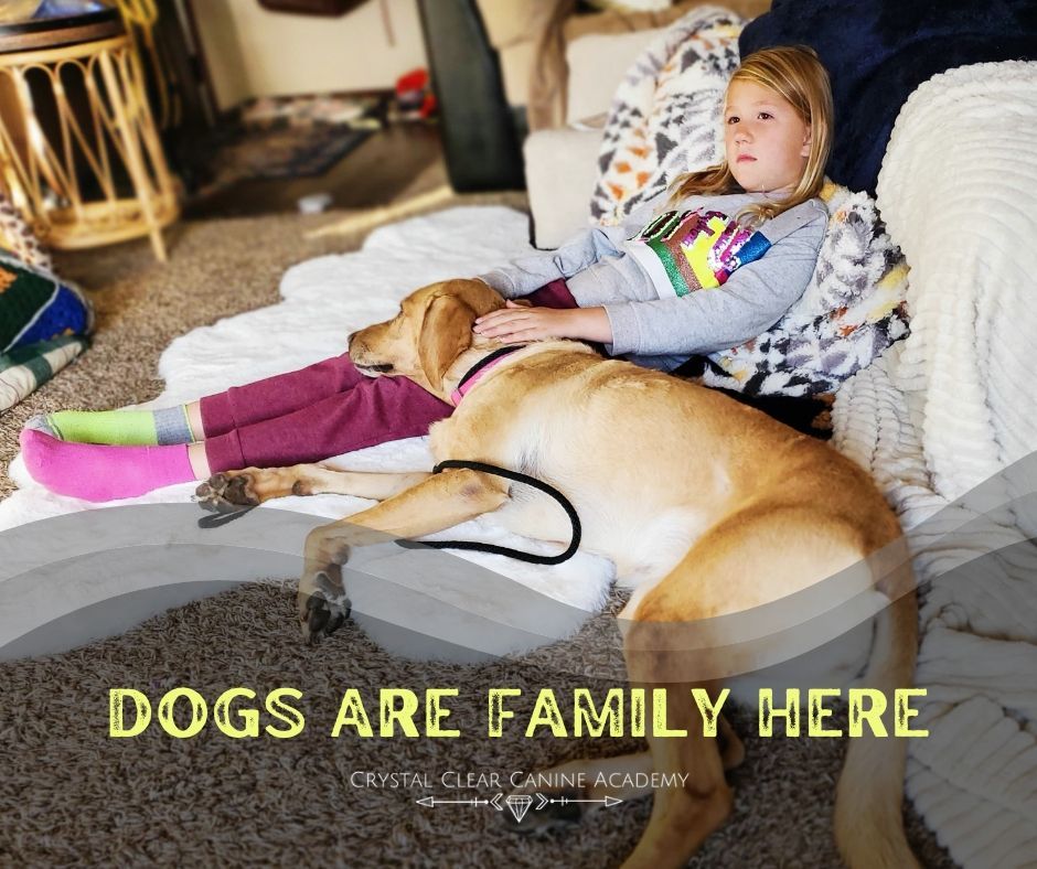 Crystal Clear Canine Academy