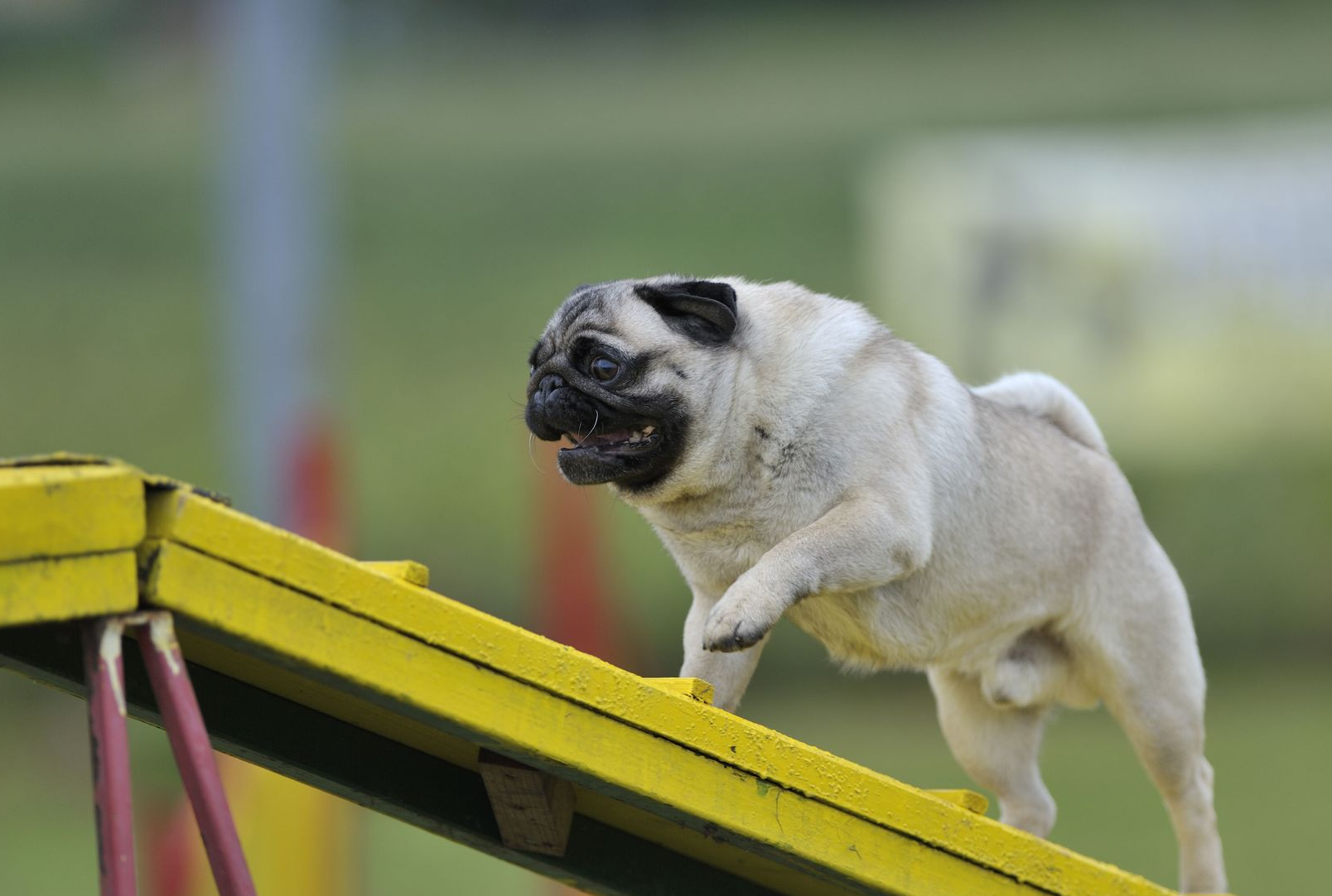 Crystal Clear Canine Academy