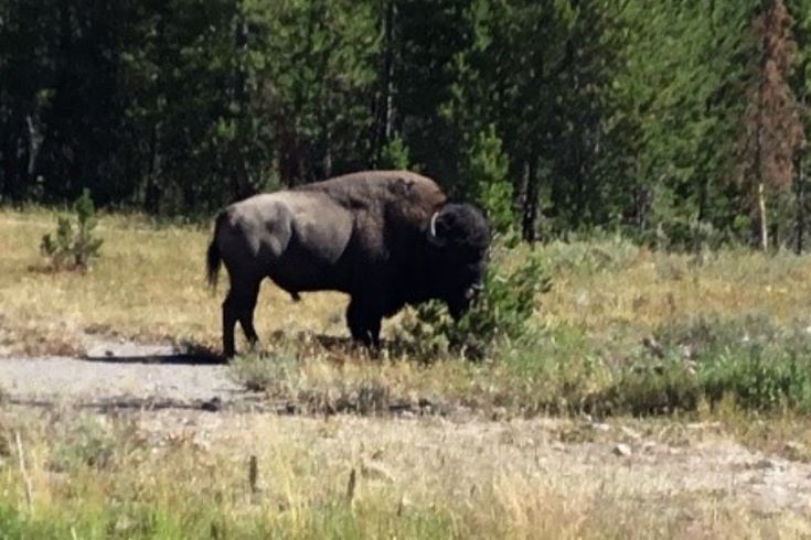 A bison is standing on the side of a dirt road in a field