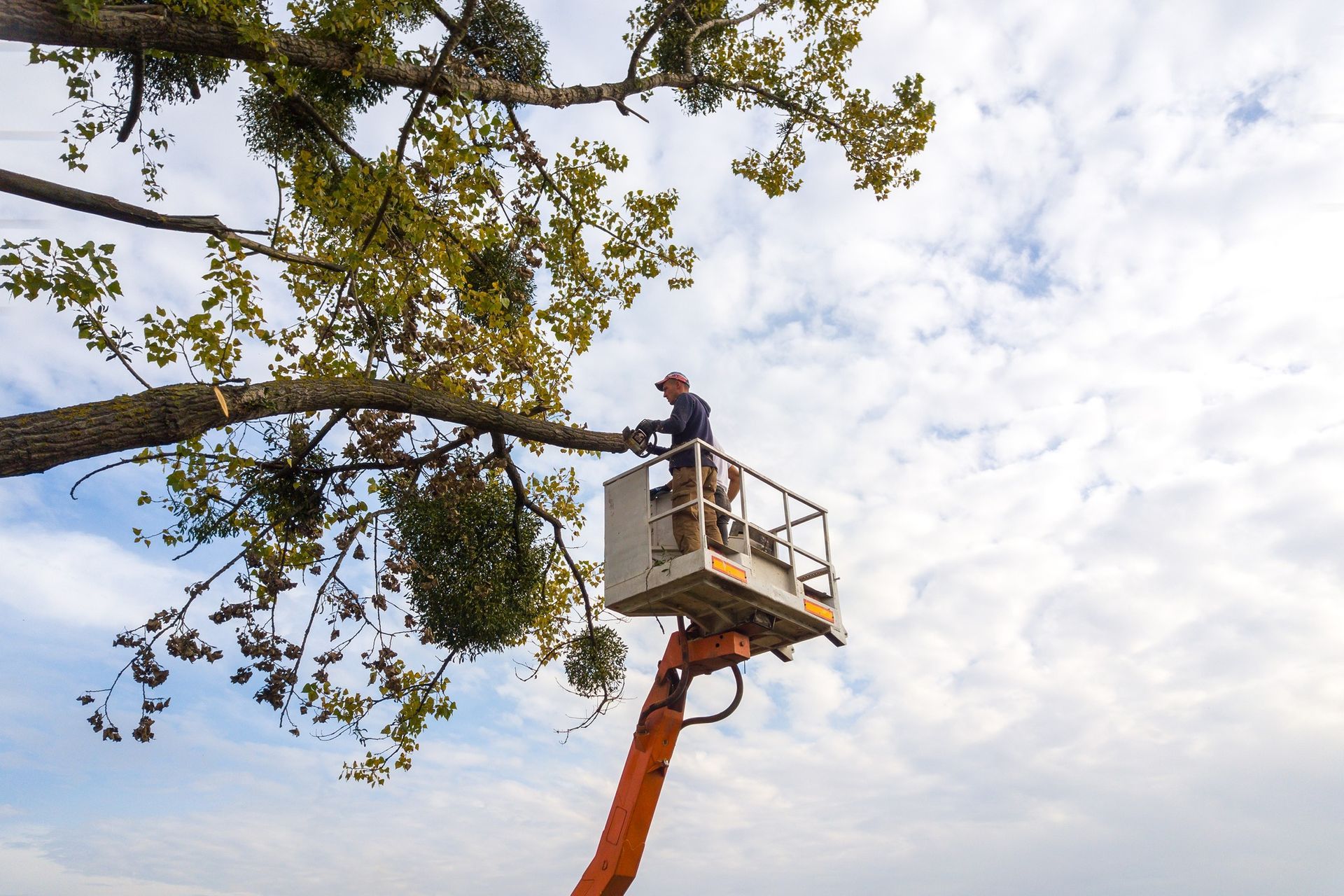 Person in lift bucket cutting tree branches with saw; cloudy sky background.