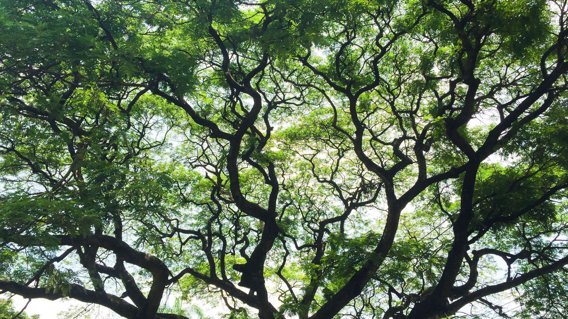 A worm 's-eye view looking up through the intricate, dark, twisting branches of a large, lush green canopy tree.