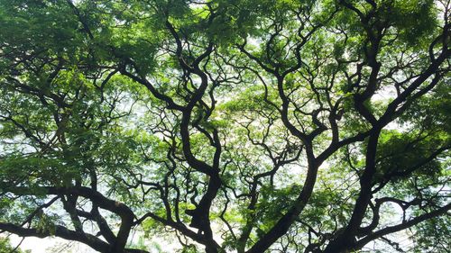 A worm 's-eye view looking up through the intricate, dark, twisting branches of a large, lush green canopy tree.