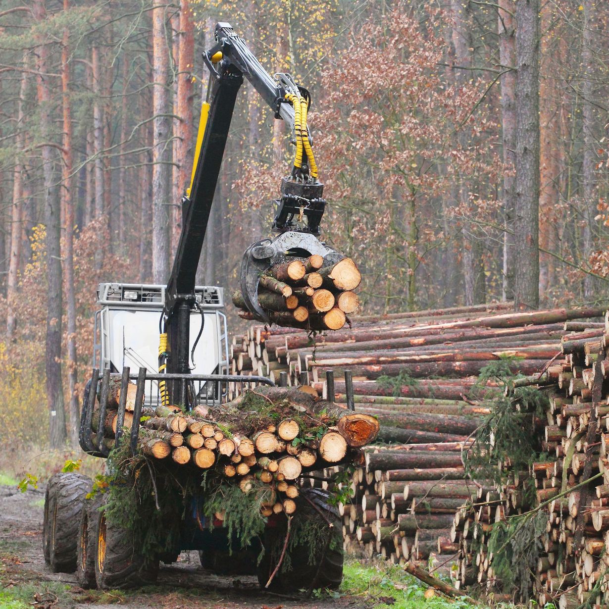 Forestry machine loading logs onto a pile. Machine has a crane arm and large tires.