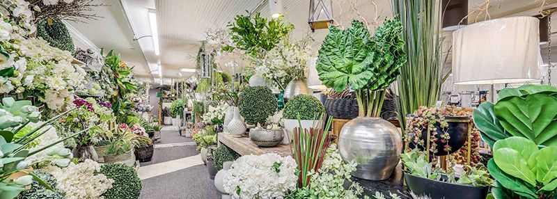 Indoor plant shop aisle with lush green houseplants, ceramic pots, and hanging baskets