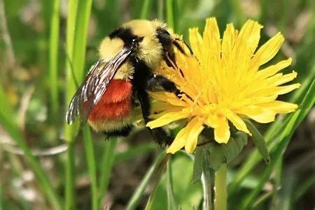 Bumblebee with red abdomen on yellow dandelion in green grass.