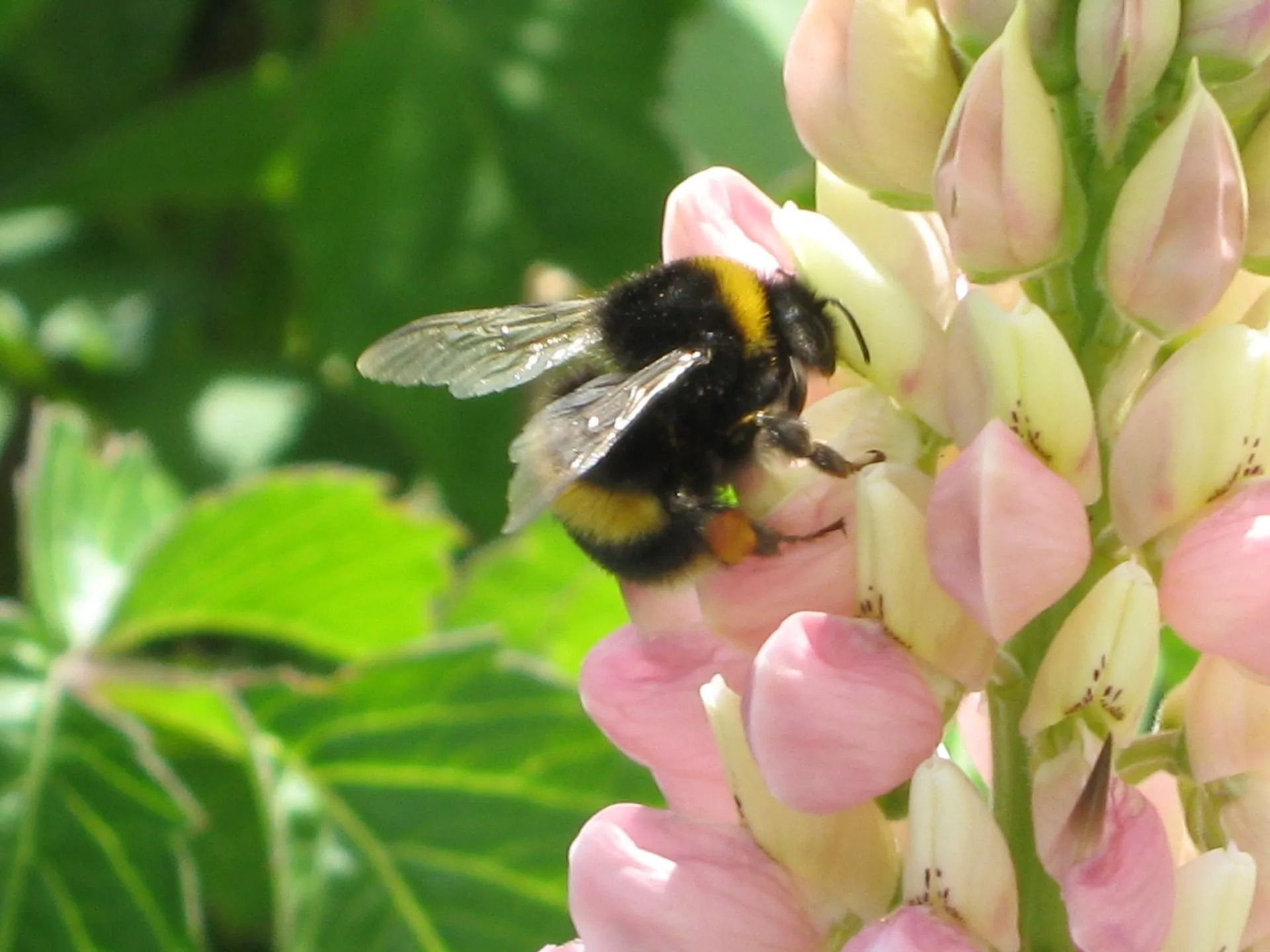 A bumblebee, black and yellow, on a pink and white flower cluster in a garden.