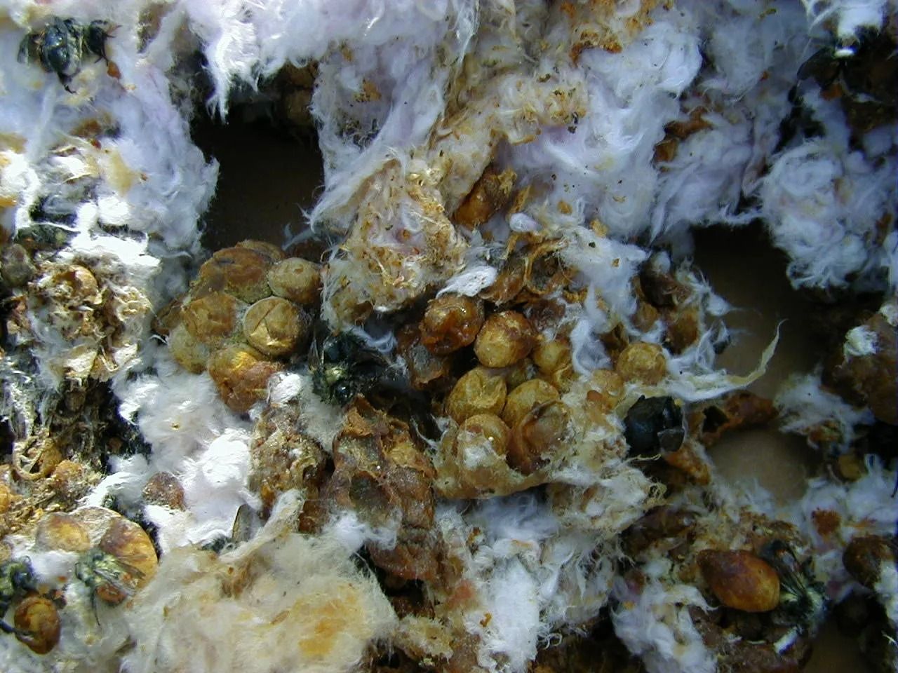 Close-up of bird droppings with a mix of colors: white, brown, yellow and green.