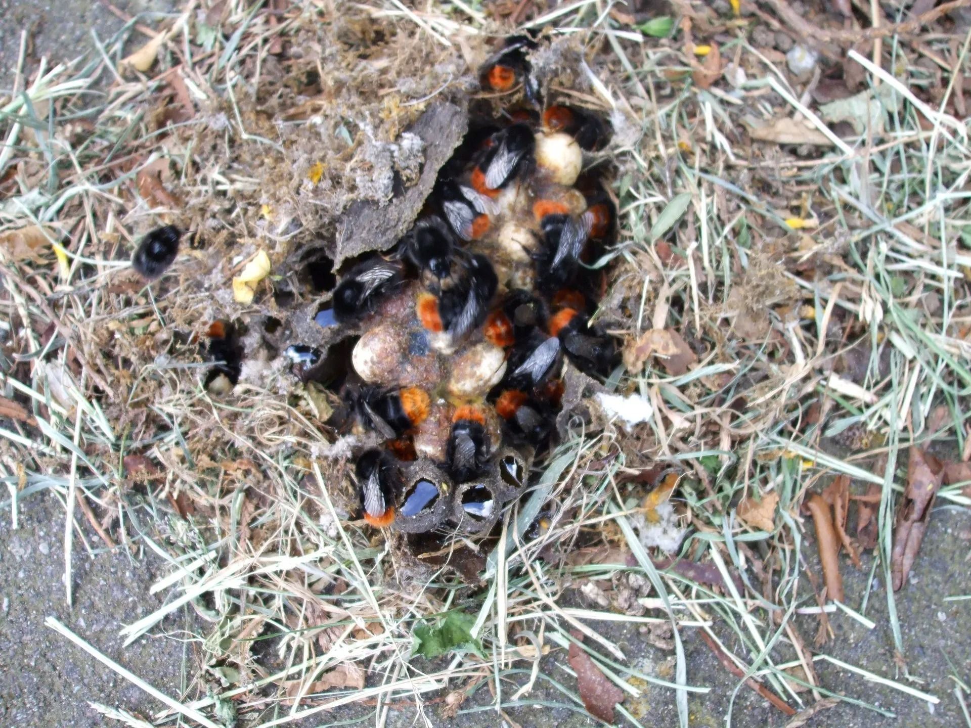 Nest of black and orange bumblebees exposed in grass, with visible white and orange larvae.