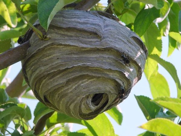 Bee Control Northwest