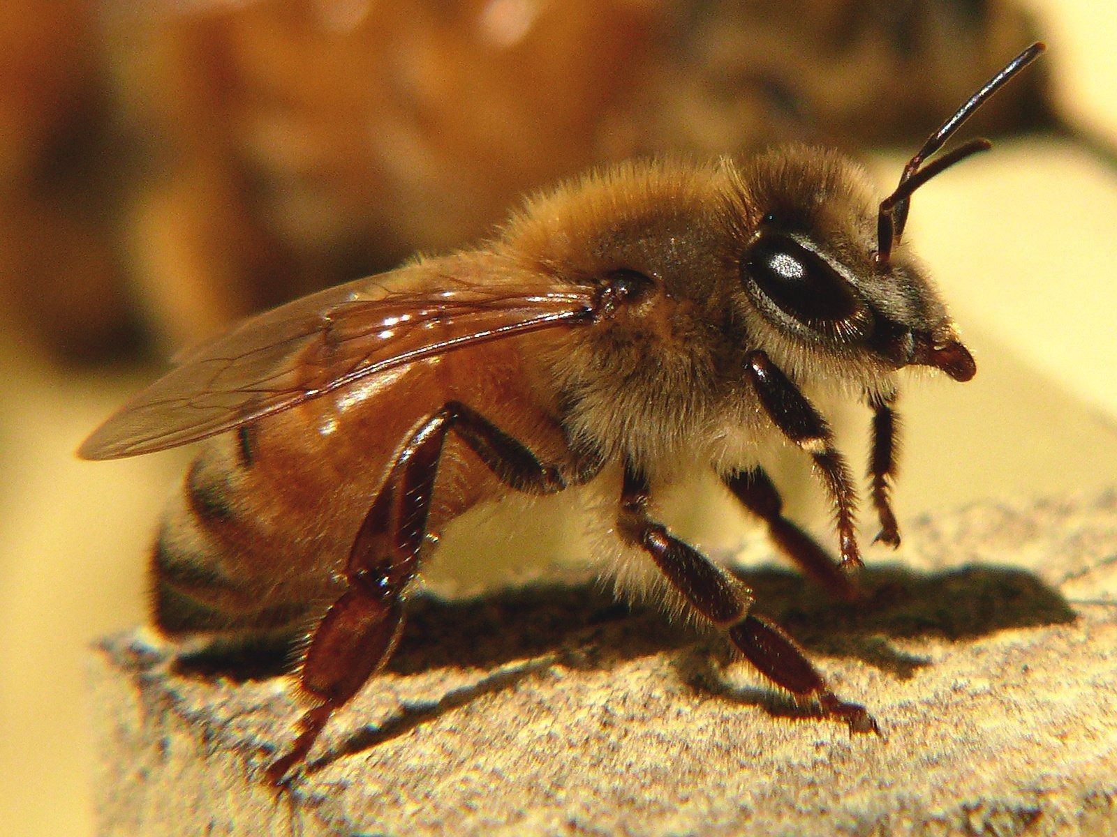 Honeybee with brown and black body, wings outstretched, sitting on a surface.